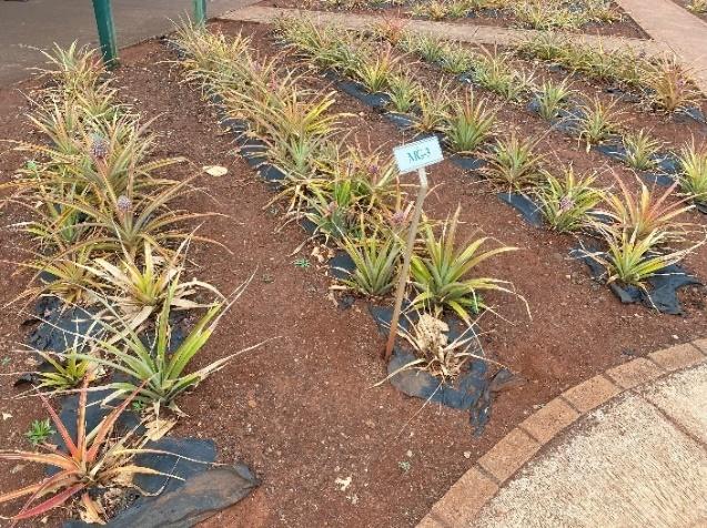 A garden with pineapples growing in the dirt

Description automatically generated