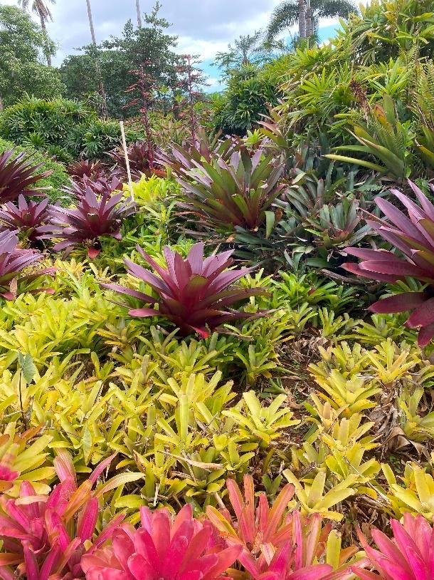 A group of colorful plants

Description automatically generated